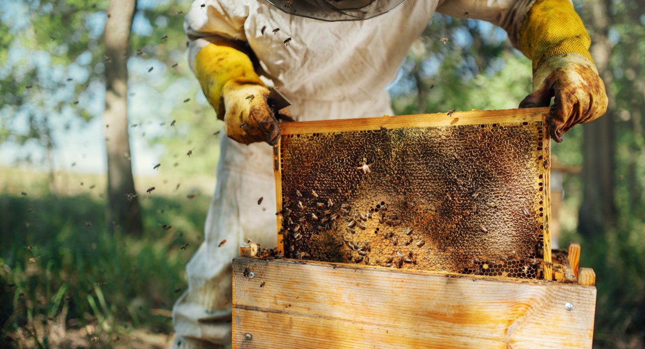Beekeeper pulling a frame of natural honey from the beehive
