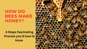 How do bees make honey?