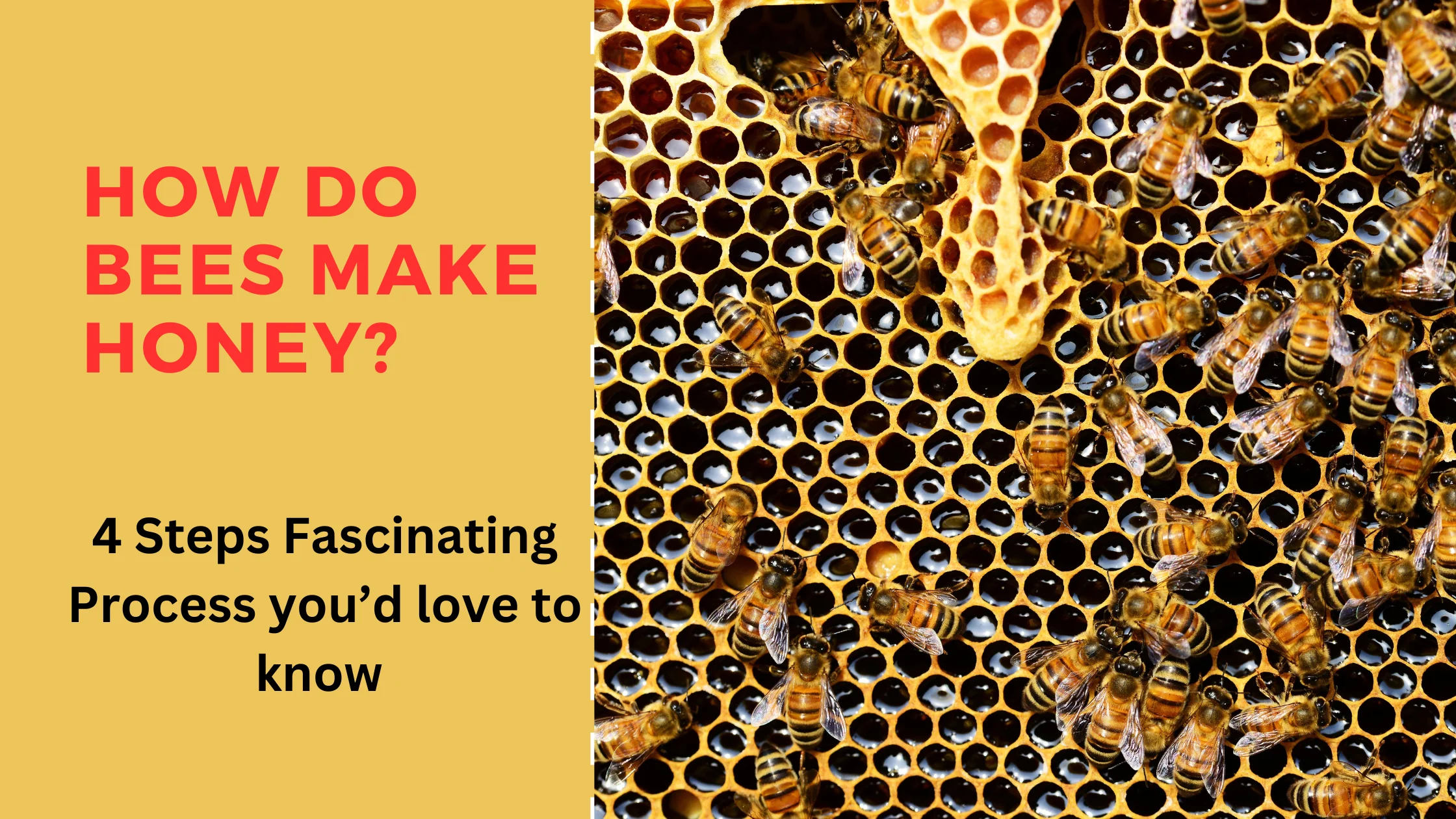 How do bees make Honey? 4 Steps that Honeybees make.